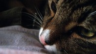 This story is my struggle of finding my most beloved pet, Coffee. I adopted her from street. She was most loving, adorable and cute. One day, I lost her...